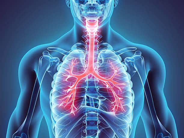 3D illustration of Larynx Trachea Bronchi Part of Respiratory System.
